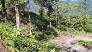 Goomtee and Jungpana Tea Garden,  Mahanadi, Darjeeling