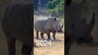 Rhinoceros 5000 bce #5000bce #edit #animals #shortvideo