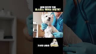 강아지의 마지막을 잘 보내주는 방법