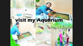 small color fish farm in Sri Lanka | smallest ornamental fish Aquarium