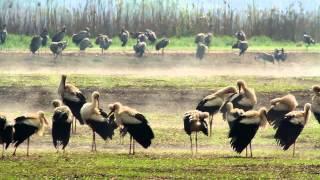 White Stork amazing Migration,  اللقلق الأبيض  חסידה לבנה シュバシコ bílý čáp bocian biały ウ सफेद सारस