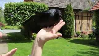 Domesticated Jackdaw