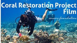 Soneva Foundation Coral Restoration Project Film