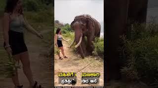 ಮಹಿಳೆಗೆ ಆಕ್ರಮಣಕಾರಿ ಪ್ರತಿಕ್ರಿಯೆ ನೀಡಿದ ಆನೆ | Viral video | Udayavani