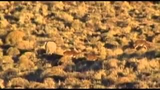 Benelli´s Dream Hunt with Tom Knapp 1