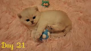 Adorable Kittens You won't believe how cute they are!!!