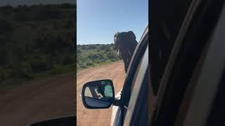 Addo Elephant walking right passed us