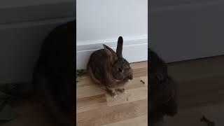 The almighty Bunny FOOT STOMP, and yes it is LOUD!