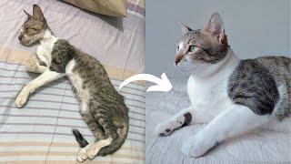 Street Cat Rescue: Before and After | Stray Cat (Puspin) Transformation