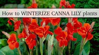 HOW TO WINTERIZE CANNA LILY PLANTS! You'll NEVER have to BUY ANOTHER Canna plant AGAIN!