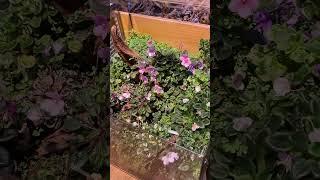 Фиалковый рай #biobox #floraldesign #plants