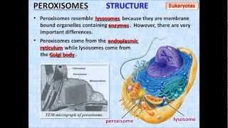 Cell Structure and Function - PowerPoint - Tangstar Science