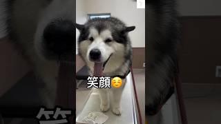 病院が大好きな超大型犬　#犬　#病院　#かわいい #大型犬 #shorts