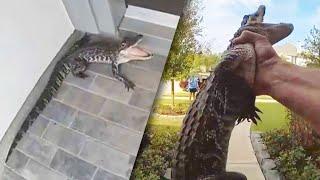 Texas Cop Grabs Alligator With His Bare Hands