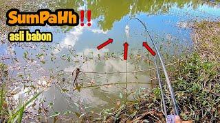 ASLI BABON ‼️ SENAR SAMPAI PUTUS KARENA SAKING BESARNYA IKAN INI || Mancing ikan nila babon