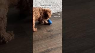 4 months old #toypoodle #puppy solving self-feeding toy puzzle #shorts