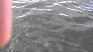 Pencil dive attempt - still no proof