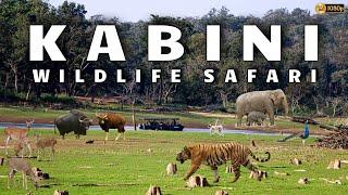 Kabini Safari | Jungle Lodges & Resorts Safari | Nagarahole Tiger Reserve | Dammanakatte | HD Kote