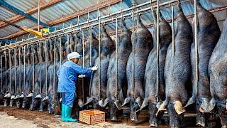 How Millions Black Pigs Farming in China Farm,Meat Processing in Factory - Black Pig Farm Technology