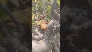 #pruning #badpruning #pruningtips  a deadly mistake by pruner