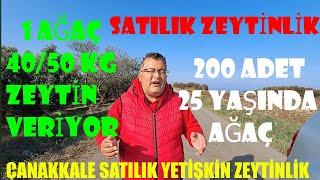 Çanakkale Satılık Yetişkin Zeytinlik 6500 m2 200 Adet 25 yaşında Ağaç var