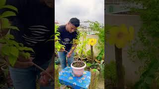 How to grow allamanda with cutting #shorts #short #shortsvideo #song #viralvideo #ytshorts #music