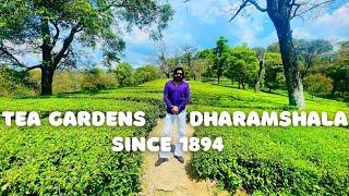 Tea Gardens Dharamshala Since 1894 || Places to Visit in Dharamshala || Himachal Tourist Places