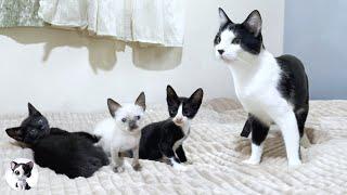 Mu, an older cat, envelops mischievous tiny kittens who are not related by blood with great love