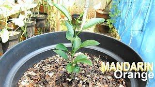 Growing MANDARIN from Seed