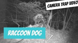 Nyctereutes procyonoides (Raccoon dog; kährik)... camera trap video