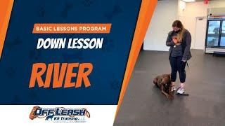 Basic Lessons Program | Down Lesson | Off Leash K9 Training