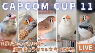 CAPCOM CUP 11を見ながらごはんを食べ、優勝者を予想する文鳥・キンカチョウ