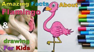 Cool Facts about Flamingos for Kids |  Learn how to Draw a Flamingo |  LEARN WITH AIZAZ