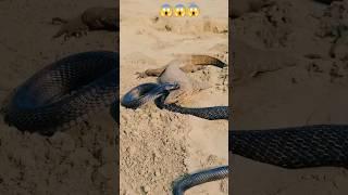 Snake Fight,short, yt shorts #shorts #ytshort #animals