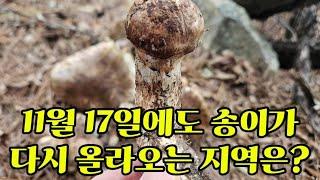 송이버섯 11월 17일에도 다시올라오는 지역은 어딜까요?#우포늪 #부곡온천 #양파 #마늘#유네스코 등제