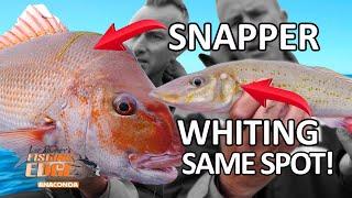 Catch Snapper & Whiting On The Same Spot