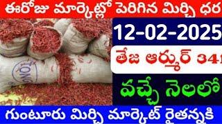 12-02-2025 గుంటూరు మిర్చి మార్కేట్ ధర || Today #mirchiRates In market ||  Mirchi Rate Increase ??