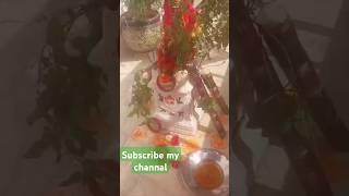 #Kartik Mas Mein Tulsi ka Pujan##