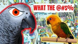 You Wont Believe What Toy Our Jenday Conure Picked Out for Gizmo