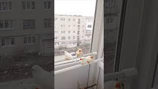 APT всі амадини️️️️ #birds #aptsong #apt #challenge #pets #zebrafinche