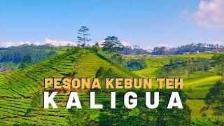 Pesona Kebun Teh Kaligua