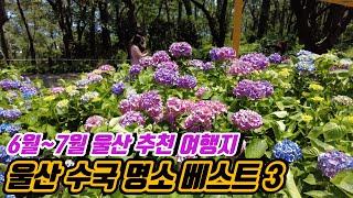 [울산 가볼만한곳] 6월~7월 울산 수국 명소 베스트 3