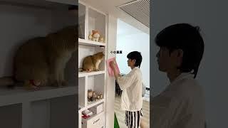 【牛奶是只猫】小小小强，直接拿捏