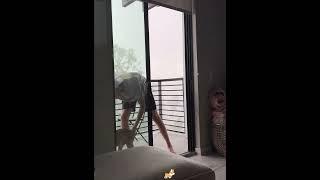 Dogs vs thunder #dog