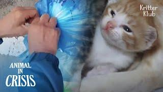 Kittens Tied Up In Trash Bag Cry For Dear Life, Hoping People'd Save Them | Animal in Crisis EP179