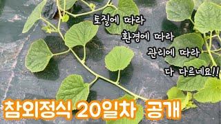 귀농3년차 참외 정식 20일차 모습 공개 :: 파파스트리농장