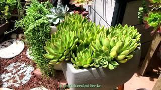 Sophie’s Succulent Garden -- Succulent Garden Tour