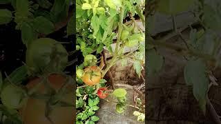 winter season Tomato #terracegarden  #plantscaretips #harvesting #caretips