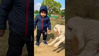 Sheep and baby #cutebaby #sheep #baabaa #whitesheep #kids #viral #funnyviral #trendy