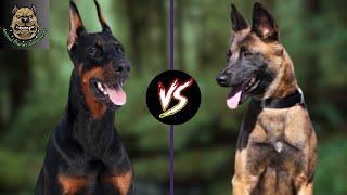 Doberman vs Belgian Malinois : Which one is preferred ?